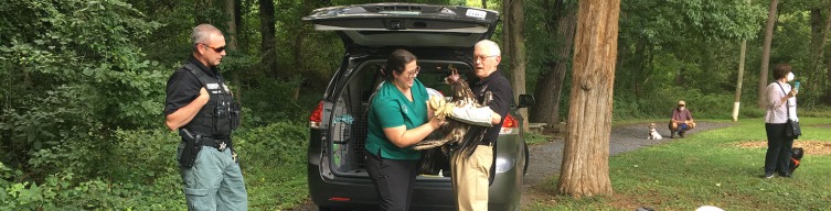 rescued eagle release